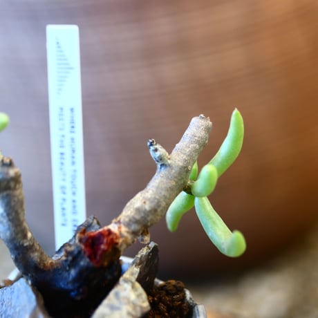 Tylecodon  buchholzianus × N/OH    no.12105