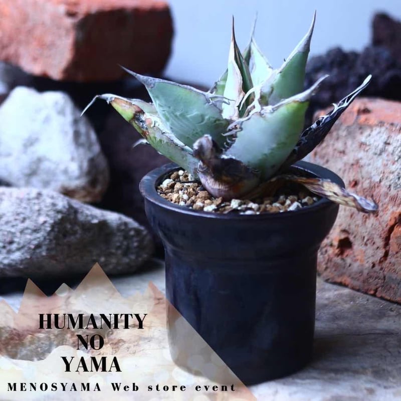 アガベ チタノタ ホワイトクローン no.42672 | 芽の巣山