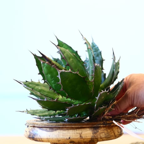 Agave horrida / Style of Chika   no.1015/38