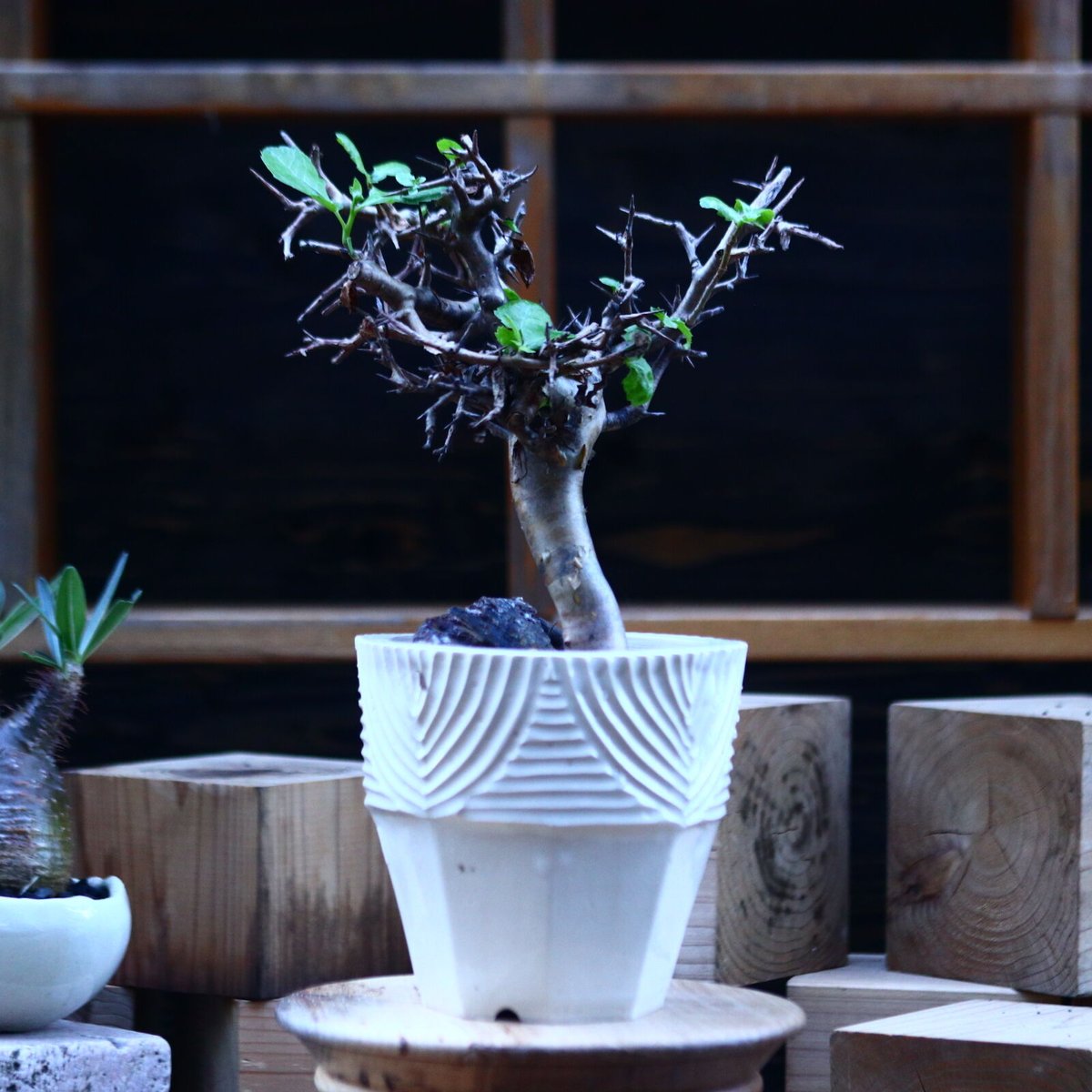 \"Commiphora wightii\" コミフォラ ワイティ 実生　良型 コミフォラ ワイティ／Commiphora wightii no.112045 | 芽の巣山