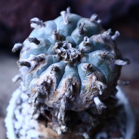 ロフォフォラ 烏羽玉      Lophophora williamsii　 no.22306