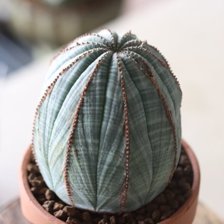 Euphorbia obesa × YAMABACHI var. N/OH  no.905-22