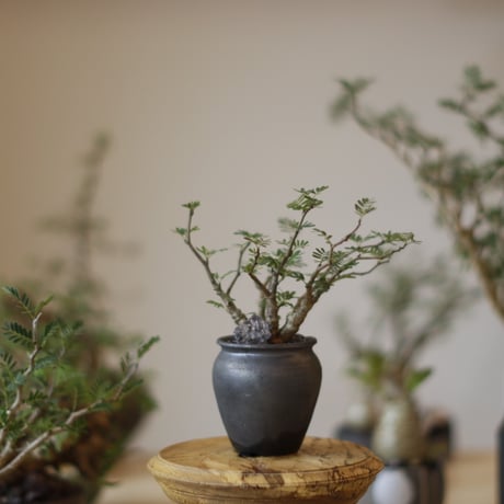 Senna meridionalis × N/OH (2.5号)  no.1123/14