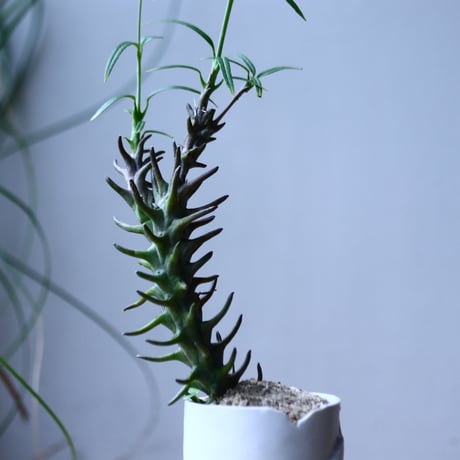 セロぺギア デモルファ   Ceropegia dimorpha   no.101829