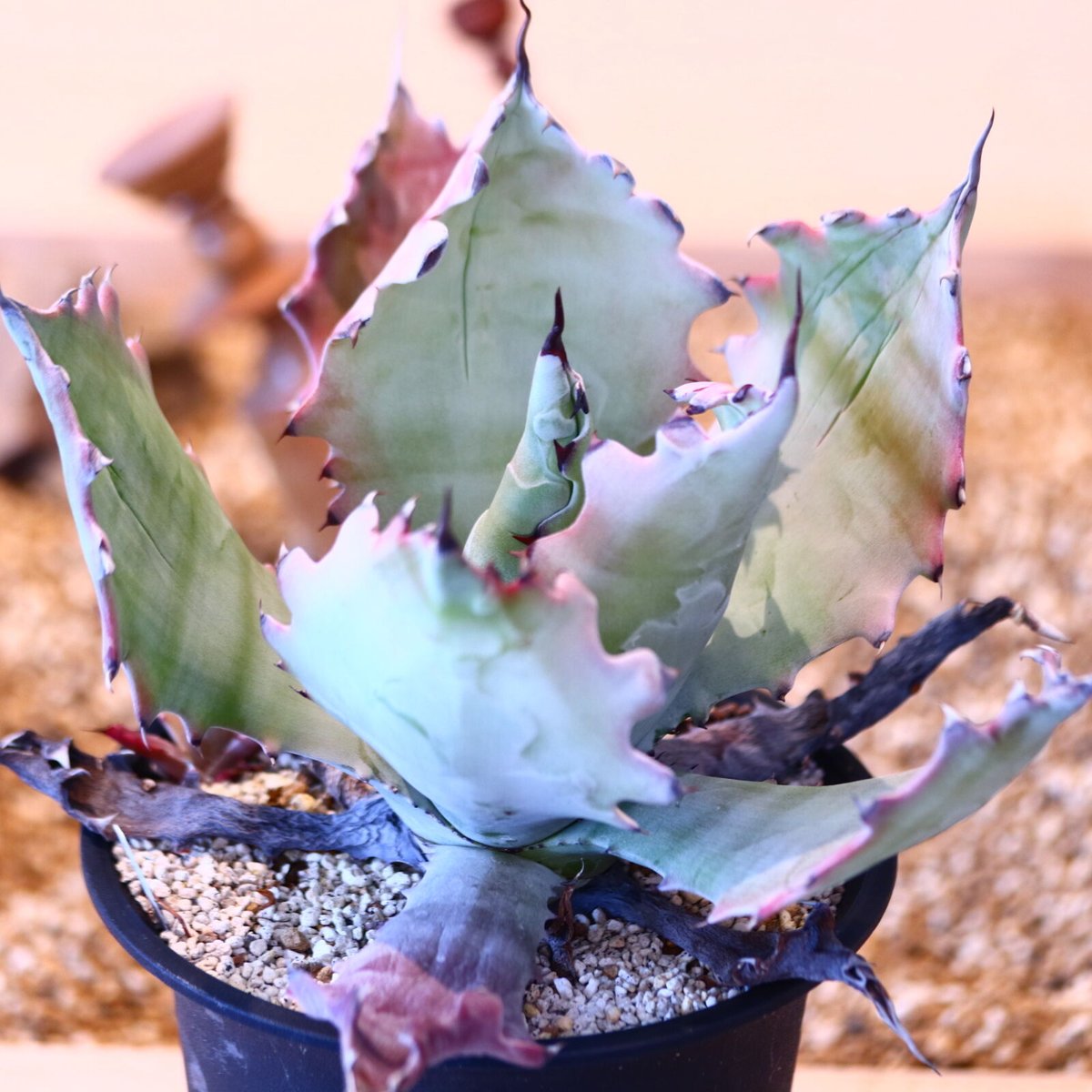 アガベ コロラータ(子株つき) / Agave colorata no.51403 |...