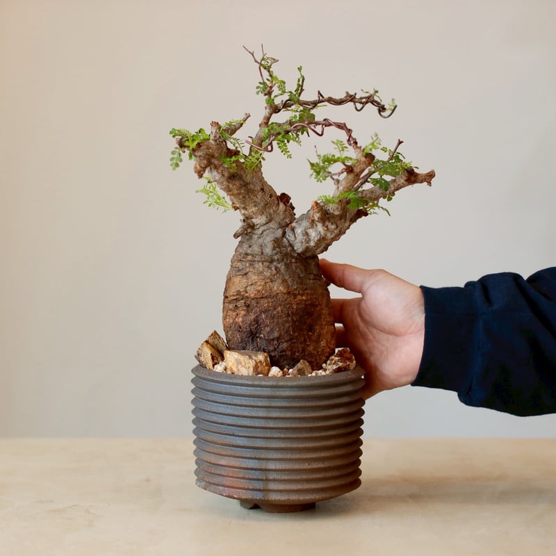 Operculicarya pachypus × PEMONE (4.5号) no.125