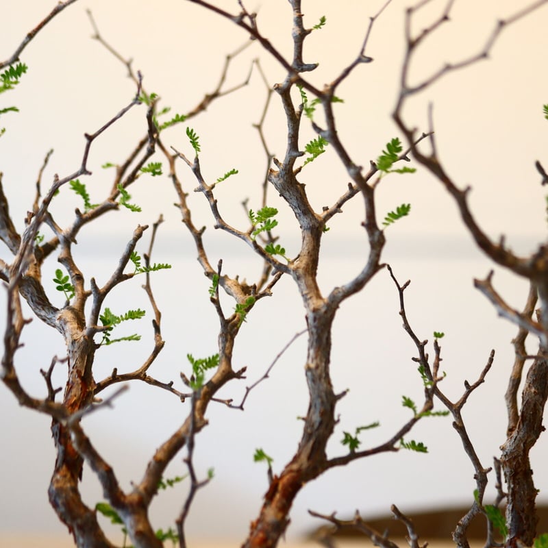 コミフォラ モンストローサ / Commiphora monstrosa no.41620