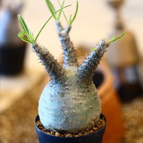 Pachypodium gracilius   no.32419