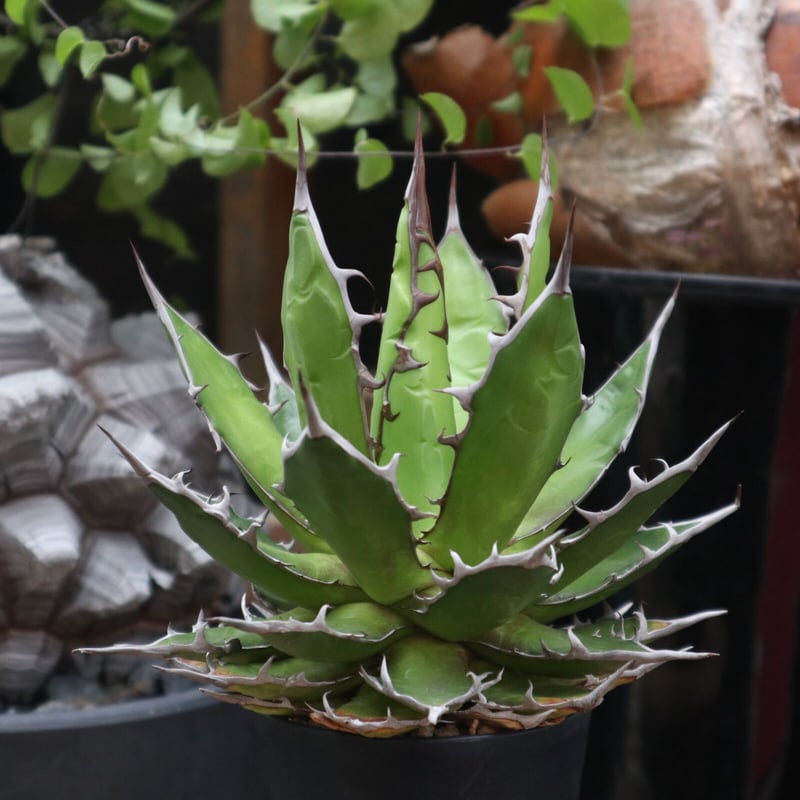 アガベ ホリダ／Agave horrida no.11511 | 芽の巣山
