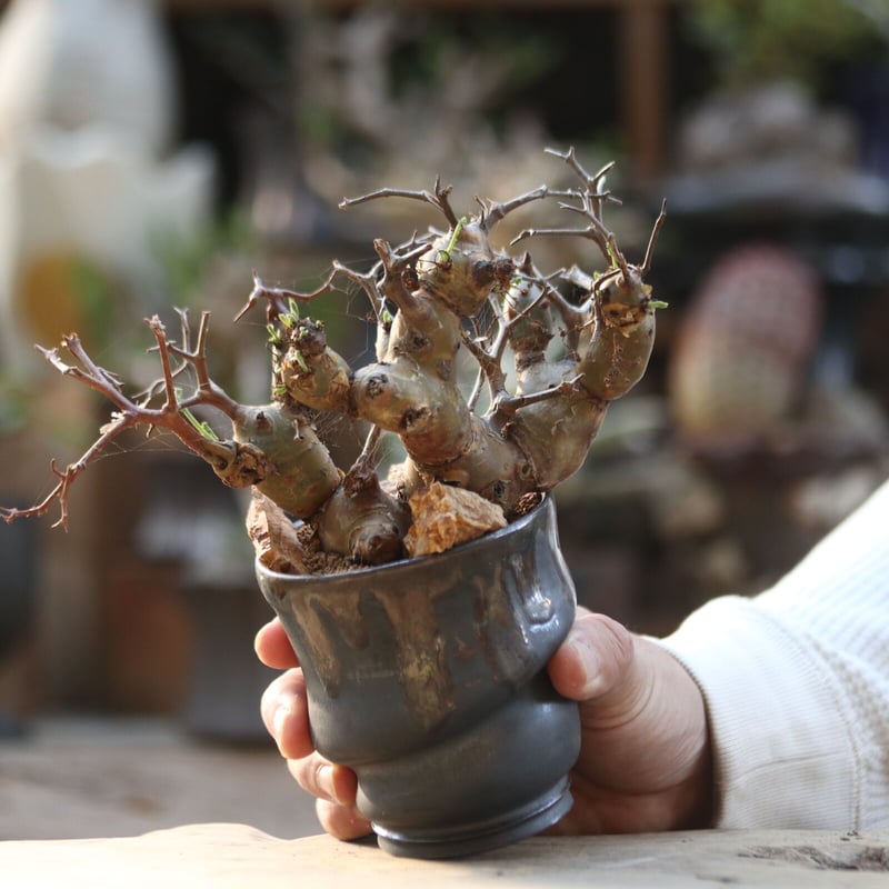 ペラルゴニウム　Pelargonium crithmifolium Pelargonium crithmifolium