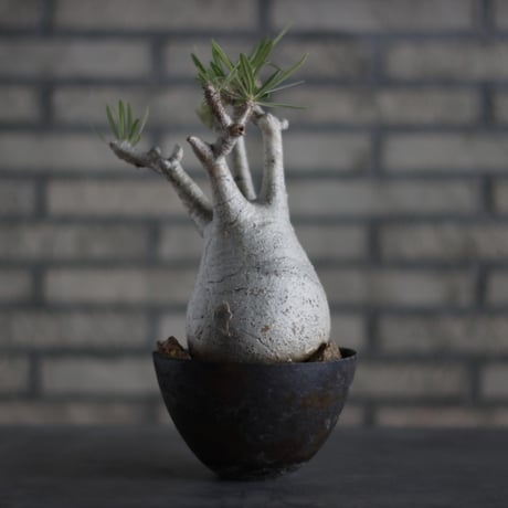 Pachypodium gracilius × takero pot (5.5号)  no.713-12