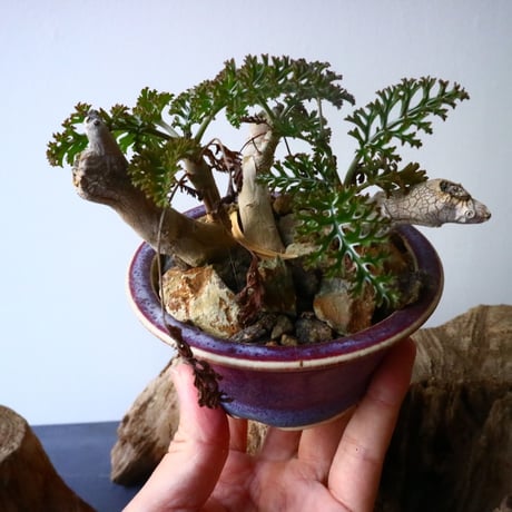 ペラルゴニウム   カルノーサム   Pelargonium carnosum  No.010