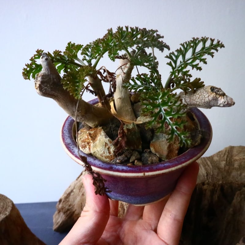 ペラルゴニウム カルノーサム Pelargonium carnosum No.010