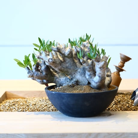 パキポディウム ブレビカリックス / Pachypodium densiflorum var. brevicalyx   no.50733