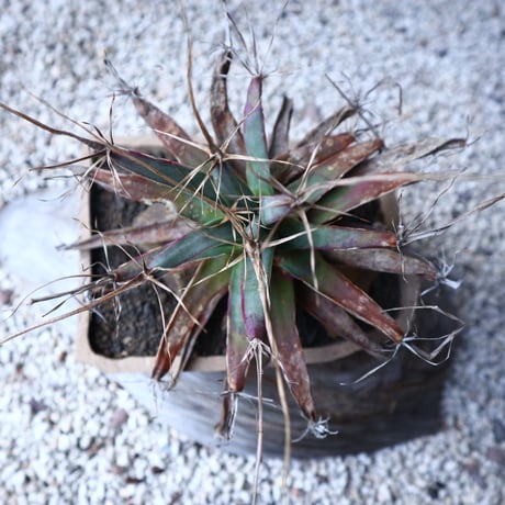 レウクテンベルギア  晃山    Leuchtenbergia principis  no.122209