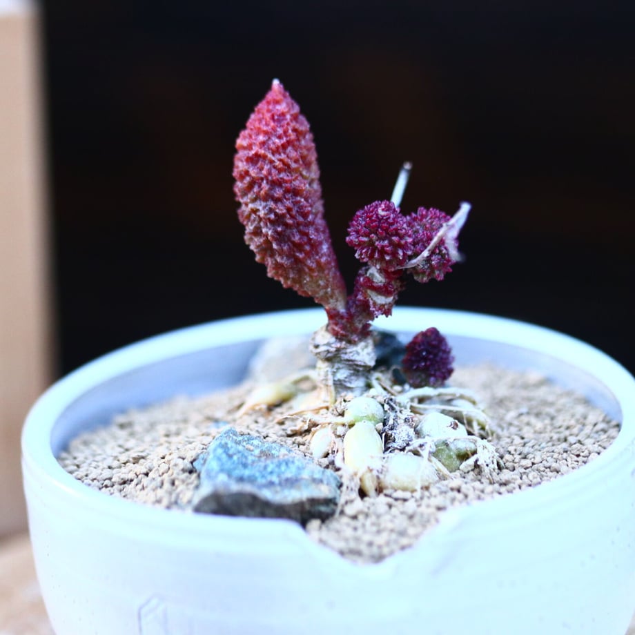 61f6009747a534258026585b