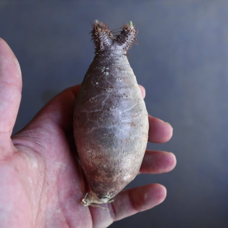 パキポディウム グラキリス 抜苗  Pachypodium rosulatum var. gracilius no.100621