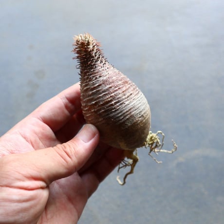 パキポディウム グラキリス 抜苗  Pachypodium rosulatum var. gracilius no.92911