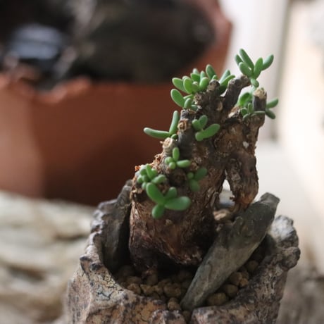 Ceraria pygmaea × Fumio Kadoya / PLANETX 　no.63010