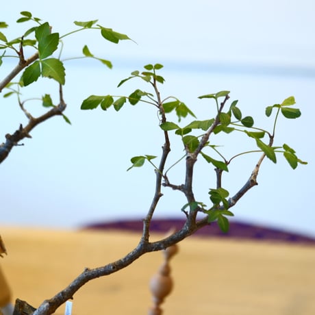 YAMABACHI ver. takero pot × Bursera fagaroides    no.102225