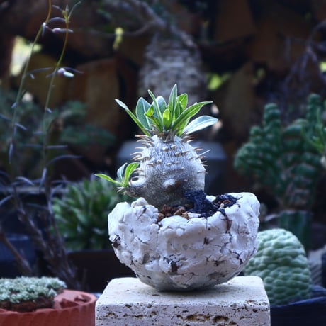パキポディウム  恵比寿大黒   Pachypodium  Densicaule   no.41828
