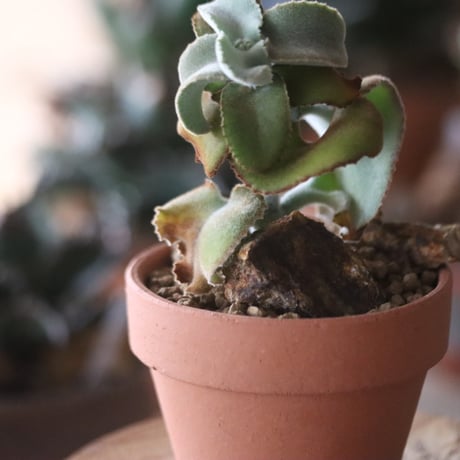 Kalanchoe beharensis ×YAMABACHI var. N/OH  no.1115-23