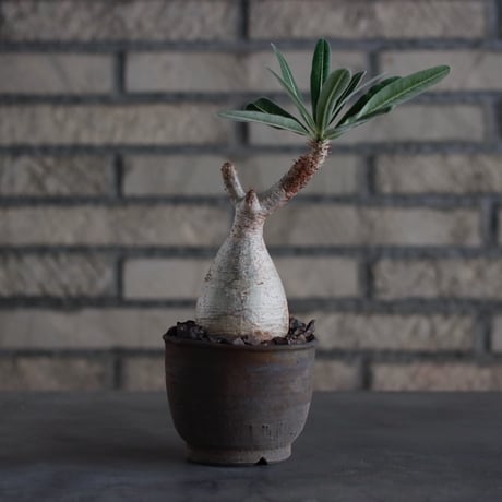 Pachypodium gracilius × ヤクモ / humanity pot (3号)  no.817-6