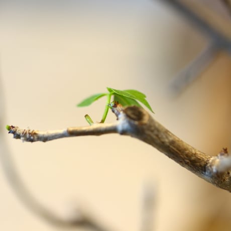 Bursera fagaroides × N/OH  no.31049