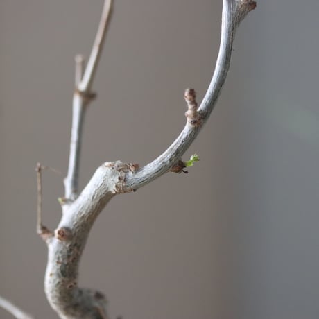 Bursera fagaroides × soso  no.51938