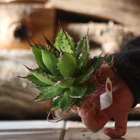U.S. horrida (Agave horrida) / Style of Chika　no.1203-18