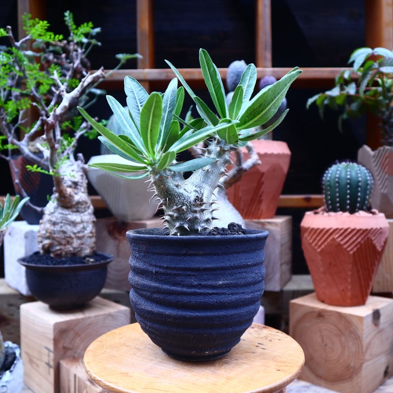 パキポディウム ロスラーツム 実生／Pachypodium rosulatum no.