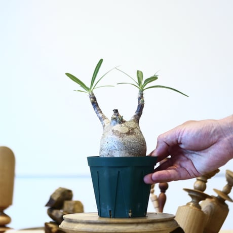 パキポディウム  グラキリス / Pachypodium  gracilius   no.52807