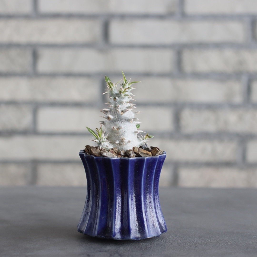 Pachypodium Densicaule (恵比寿大黒) × soso (3号) no.