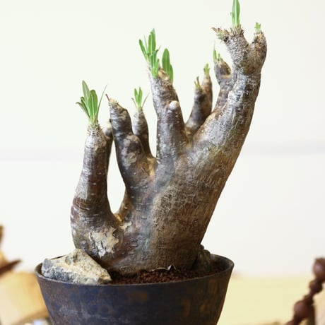 パキポディウム イノピナツム / Pachypodium Inopinatum   no.52111