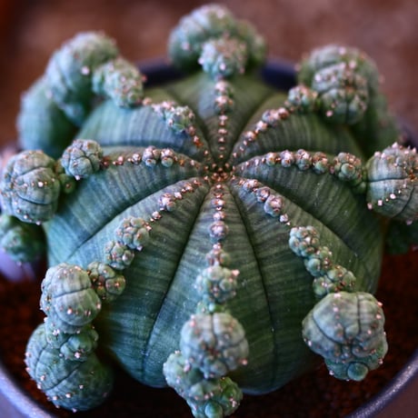 N/OH × Euphorbia symmetrica   no.111925