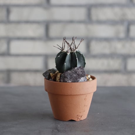 Astrophytum capricorne v. crassispinum  (黒刺水牛大鳳玉) × YAMABACHI (3号)  no.614/11