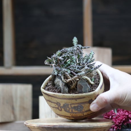 ユーフォルビア デカリー／Euphorbia decaryi  no.110662