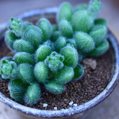 セダム  モシニアナム (新ヒントニー)／Sedum mocinianum   no.20651