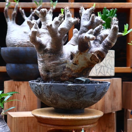 パキポディウム ブレビカリックス／Pachypodium densiflorum var. brevicalyx    no.61902