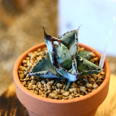 Agave titanota black&bule × YAMABACHI    no.123170