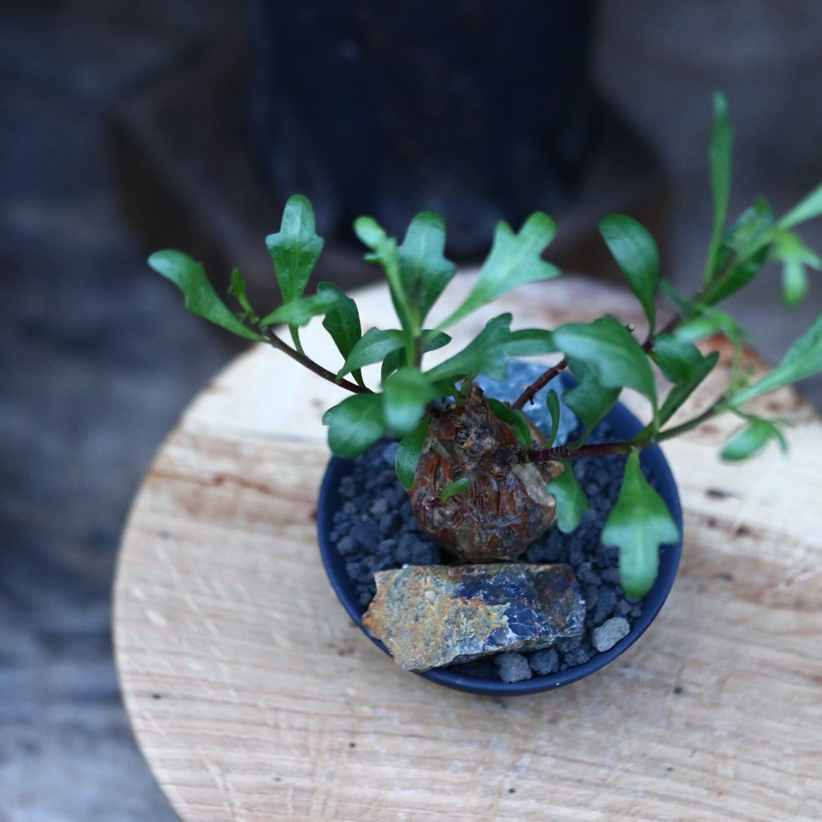 オトンナ ロバタ／Othonna lobata no.120532 | 芽の巣山