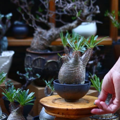 パキポディウム  グラキリス／Pachypodium  gracilius       no.92650