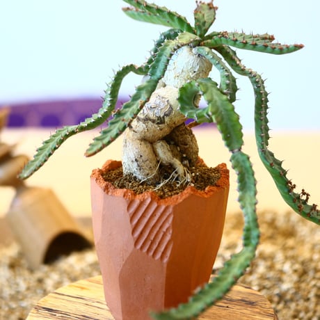 N/OH × Euphorbia stellata   no.61848
