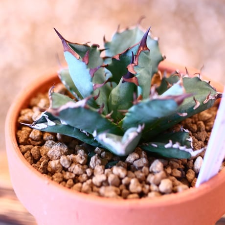 【9/9入荷未発根未活着ベアルート植込み】 Agave titanota 姫厳竜    no.91764