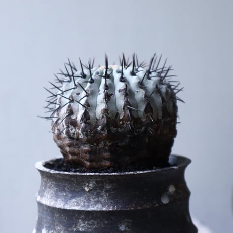 コピアポア 孤竜丸    Copiapoa cinerea var. columna-alba   no.90130