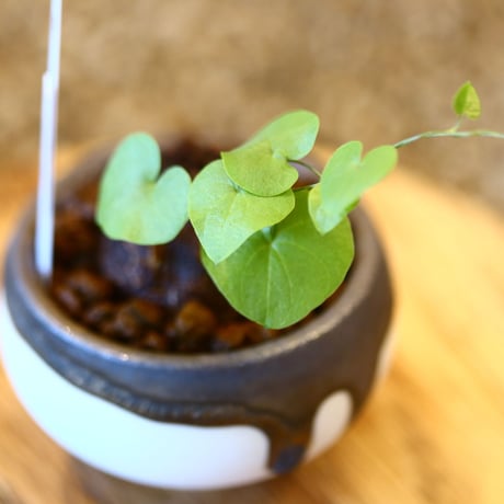 たけろうポット × Dioscorea elephantipe    no.102219