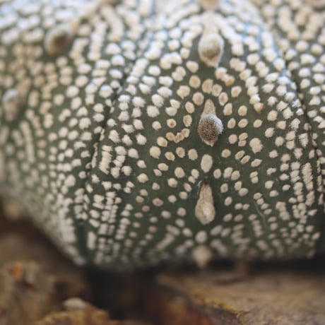 Astrophytum asterias 'Miracle-Kabuto' × たけろうポット　no.112-17