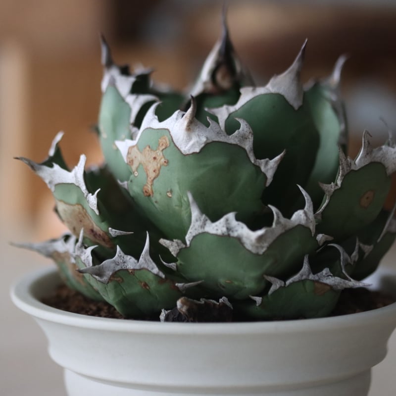 Agave titanota 姫厳竜 × たけろうポット no.714/54 | 芽の巣山