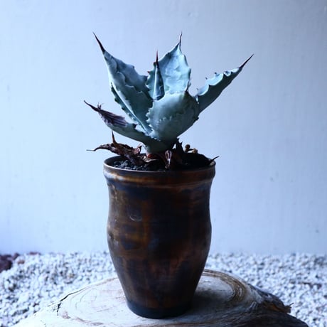 アガベ  白岳殿  Agave colorata 'Hakugakuden'       no.121518