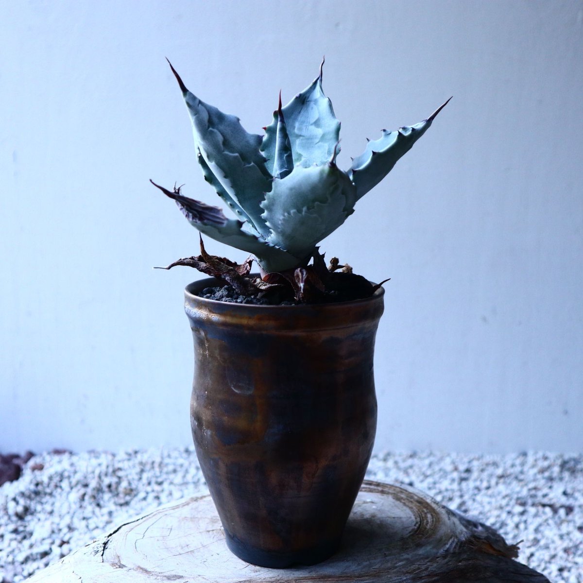 アガベ 白岳殿 Agave colorata 'Hakugakuden' no